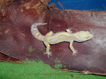 Las Vegas Albino