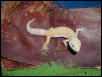 Las Vegas Albino