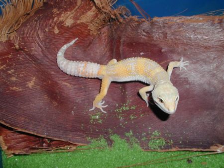 Las Vegas Albino