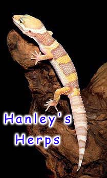 Nice Pink Albino