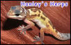 Patternless Hatchling