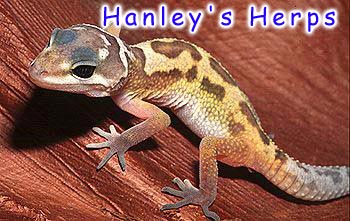 Patternless Hatchling
