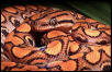 Brazilian Rainbow Boa