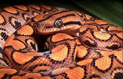 Brazilian Rainbow Boa