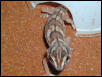 Namib Gecko