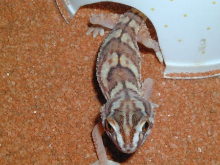 Namib Gecko