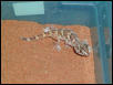 Namib Gecko