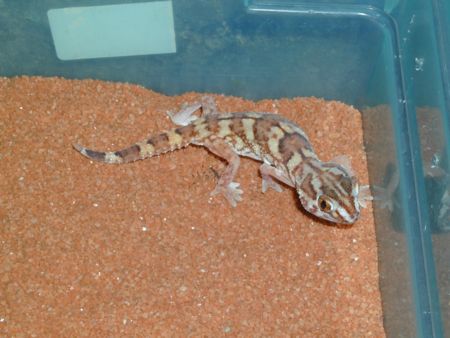 Namib Gecko