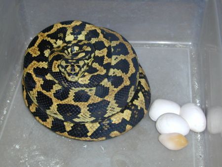 Carpet Eggs