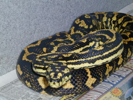 Jungle Carpet