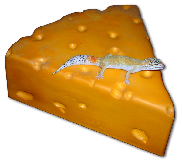 Cheddarhead Leopard Gecko