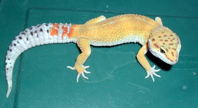 Cheeto