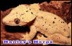 Crested Gecko