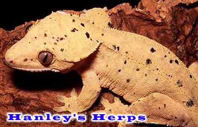 Crested Gecko