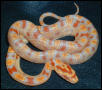 Cornsnake