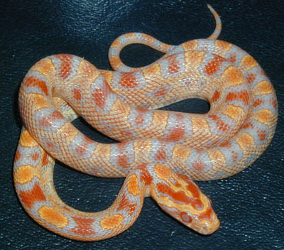 Cornsnake