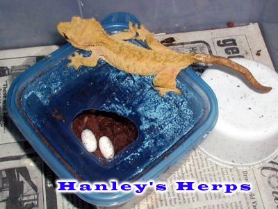 Crested Geckos with Eggs