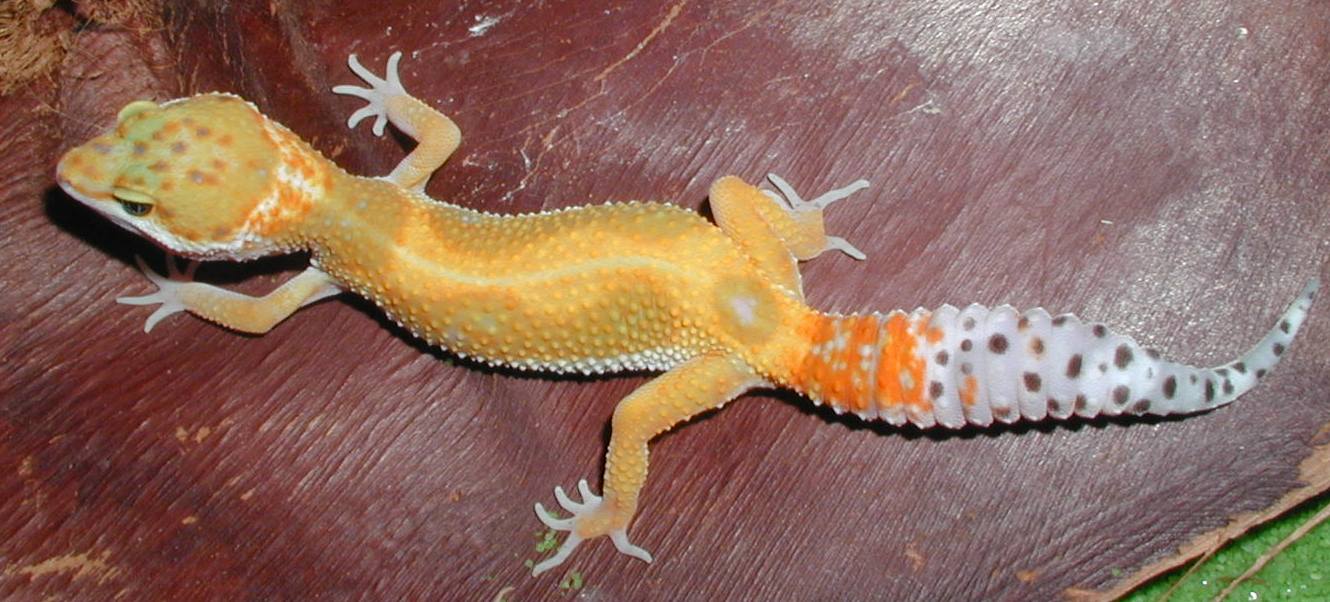 Hypo CT Leo
