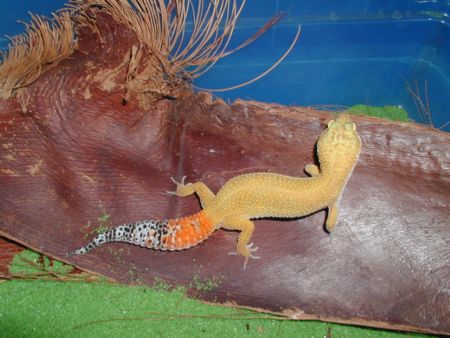 Carrot Tail