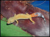 Carrot Tail