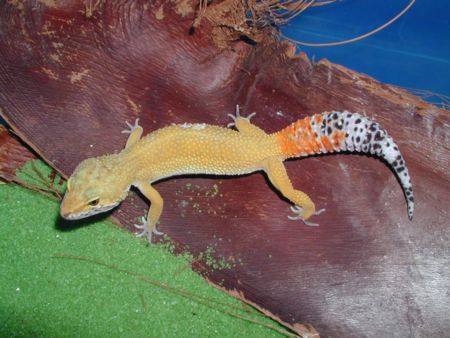 Carrot Tail