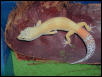 Carrot Tail