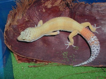 Carrot Tail