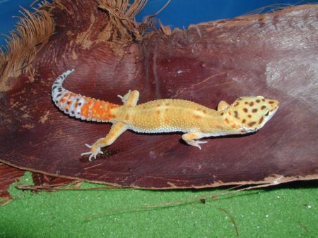Carrot Tail