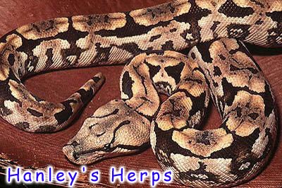 Dumerils Boa