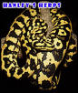 Jungle Carpet Python