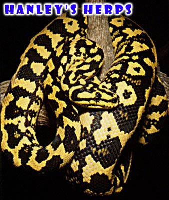 Jungle Carpet Python