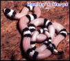 Hatchling anery honduran