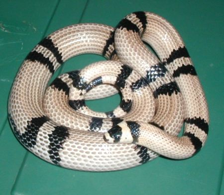 Anery Honduran
