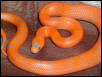 Super Hypo