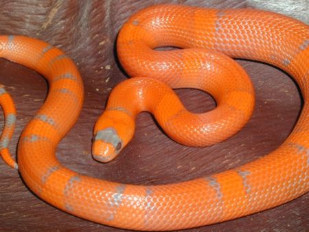 Super Hypo