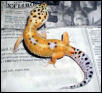 Leopard Gecko