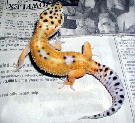 Leopard Gecko