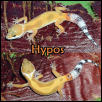 Hypos