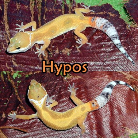 Hypos
