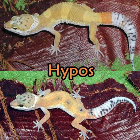 Hypos