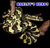 Jungle Carpet Python