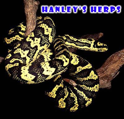 Jungle Carpet Python