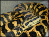 Jungle Carpet