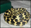 Jungle Carpet
