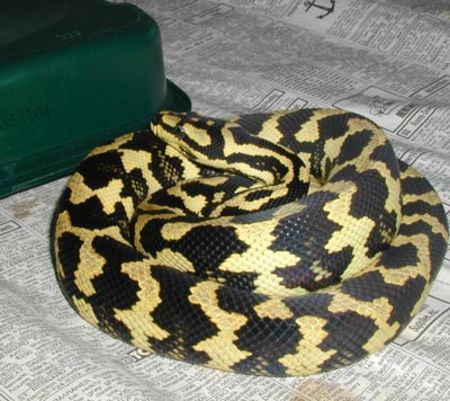 Jungle Carpet