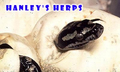 Jungle Carpet Python Hatching