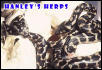Jungle Carpet Python Hatching