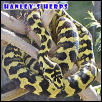 Jungle Carpet Python