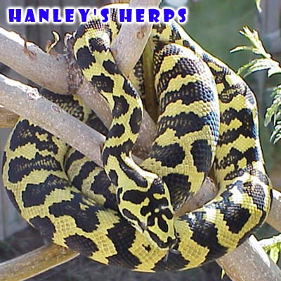Jungle Carpet Python