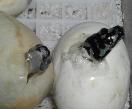 Jungle Carpet Hatching
